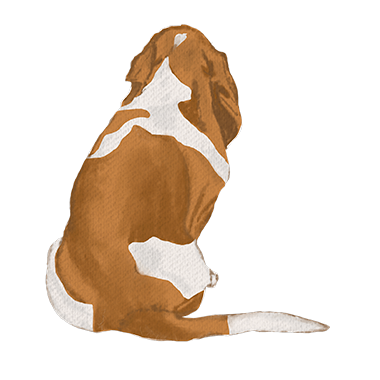 Basset hound 2